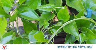 Việt Nam có “thần dược” giải độc, mát gan chẳng cần trồng vẫn mọc dại đầy vườn