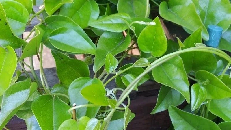 Việt Nam có “thần dược” giải độc, mát gan chẳng cần trồng vẫn mọc dại đầy vườn Việt Nam có “thần dược” giải độc, mát gan chẳng cần trồng vẫn mọc dại đầy vườn