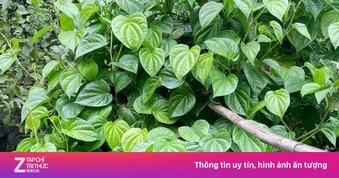Việt Nam có 'thảo dược quý' dưỡng gan bổ não, nhiều người chưa biết