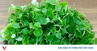 Việt Nam có vị “thuốc bổ tự nhiên” giòn dai mọng nước, ăn vào tốt ngang nhân sâm