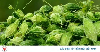 Việt Nam có vị thuốc quý bổ đủ đường cho sức khỏe và sắc đẹp