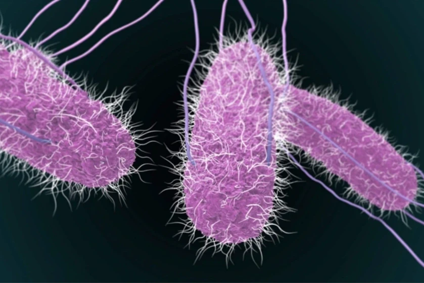 Vụ 108 người ngộ độc sau ăn bánh mì ở TPHCM: Hơn 50% mẫu phân có Salmonella Vụ 108 người ngộ độc sau ăn bánh mì ở TPHCM: Hơn 50% mẫu phân có Salmonella