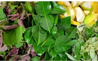 Xông lá, không phải cứ bệnh là xông
