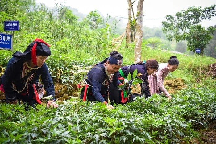 Y học cổ truyền cần trở thành sức mạnh mềm quốc gia Y học cổ truyền cần trở thành sức mạnh mềm quốc gia