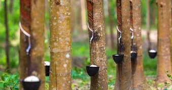 Bất chấp chiến sự Trung Đông, một cổ phiếu tăng trần 18 phiên liên tục