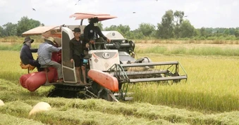 Đề án 1 triệu ha lúa phát thải thấp: Gặp khó trong giải ngân vốn