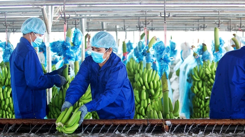 HAGL Agrico của tỷ phú Trần Bá Dương đã có lãi HAGL Agrico của tỷ phú Trần Bá Dương đã có lãi