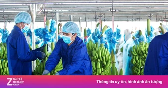 HAGL Agrico của tỷ phú Trần Bá Dương đã có lãi