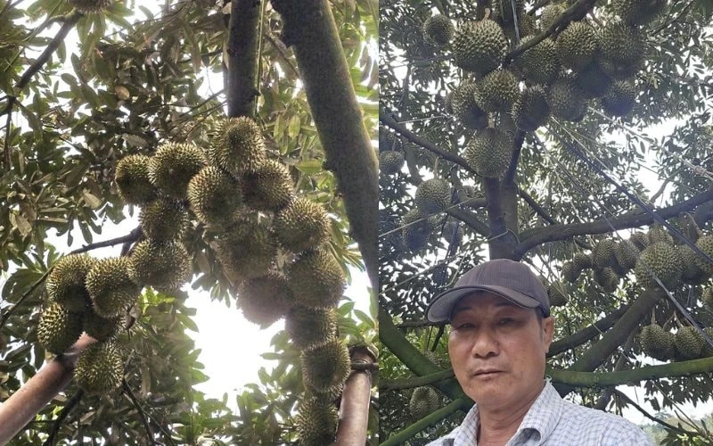 Người nông dân Đắk Lắk thu 15 tỷ/năm nhờ thứ quả 'ngửi thì nồng, ăn thì nghiện': Làm nông nghiệp tử tế, người Việt không thể nghèo Người nông dân Đắk Lắk thu 15 tỷ/năm nhờ thứ quả 'ngửi thì nồng, ăn thì nghiện': Làm nông nghiệp tử tế, người Việt không thể nghèo