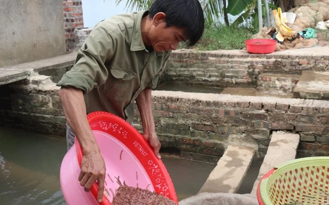 Nông dân Hải Phòng thu 25 tỷ/năm nhờ nuôi loài vật bò "nhung nhúc" dày đặc, kéo cả du khách đến vớt Nông dân Hải Phòng thu 25 tỷ/năm nhờ nuôi loài vật bò "nhung nhúc" dày đặc, kéo cả du khách đến vớt