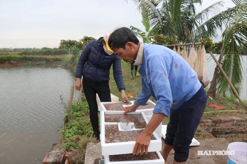 Nông dân Hải Phòng thu 25 tỷ/năm nhờ nuôi loài vật bò "nhung nhúc" dày đặc, kéo cả du khách đến vớt Nông dân Hải Phòng thu 25 tỷ/năm nhờ nuôi loài vật bò "nhung nhúc" dày đặc, kéo cả du khách đến vớt