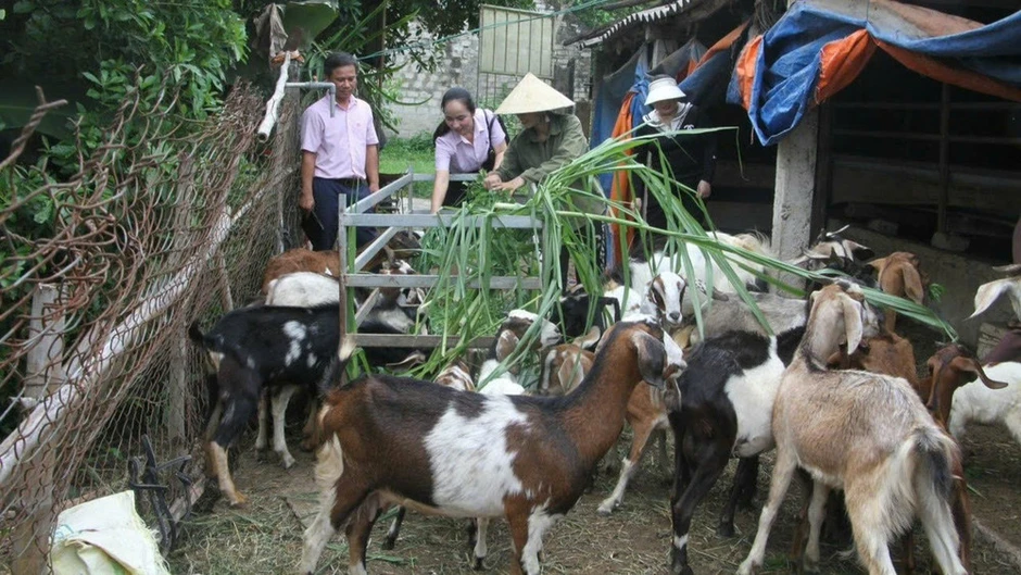 Tín dụng chính sách: "Đòn bẩy" giúp vùng đồng bằng, ven biển Quỳnh Lưu đổi thay Tín dụng chính sách: "Đòn bẩy" giúp vùng đồng bằng, ven biển Quỳnh Lưu đổi thay
