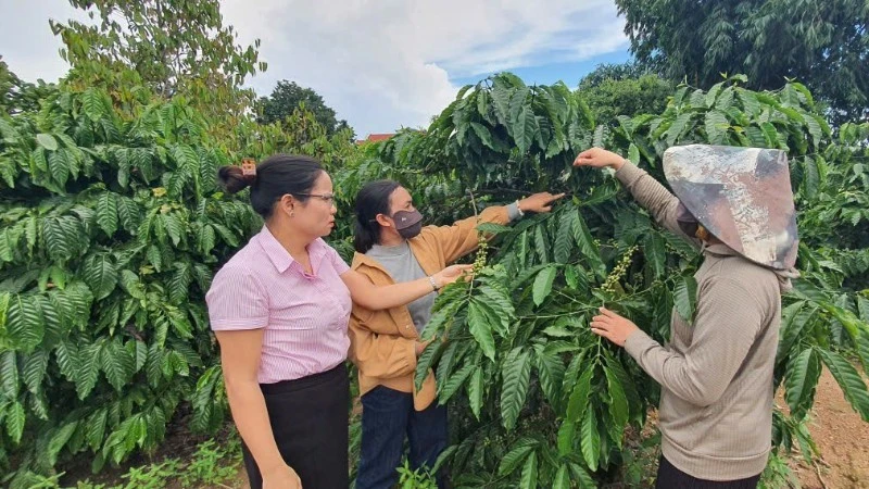 Trợ lực vốn trong công cuộc giảm nghèo bền vững ở Quảng Ngãi Trợ lực vốn trong công cuộc giảm nghèo bền vững ở Quảng Ngãi