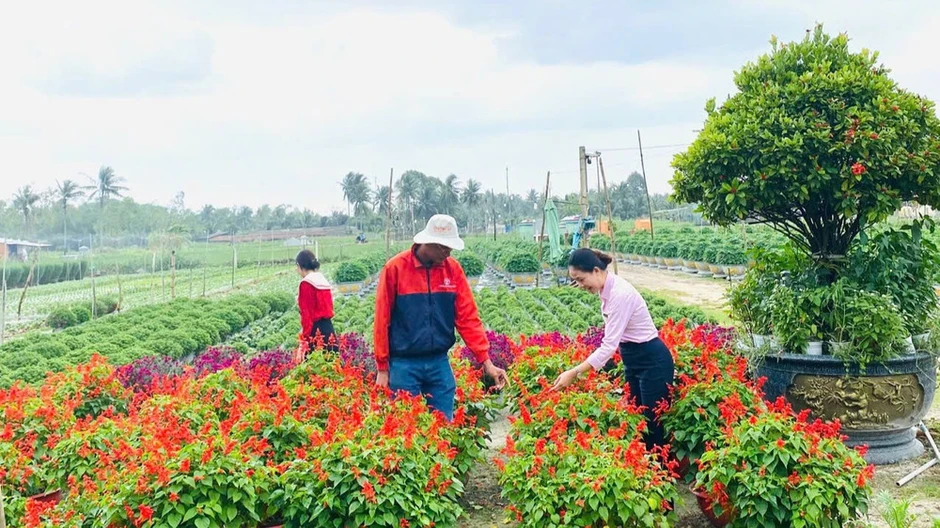 Vốn tín dụng chính sách phủ kín vùng đất biển Hoài Nhơn Vốn tín dụng chính sách phủ kín vùng đất biển Hoài Nhơn