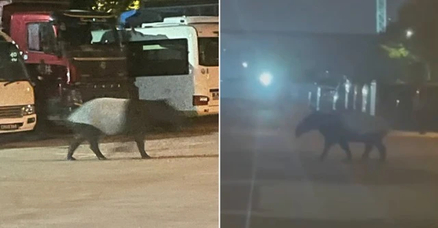 "Quái thú" có bước đi 'vang như tiếng vó ngựa' xuất hiện giữa phố, chuyên gia hé lộ: Chỉ còn 2.500 cá thể "Quái thú" có bước đi 'vang như tiếng vó ngựa' xuất hiện giữa phố, chuyên gia hé lộ: Chỉ còn 2.500 cá thể