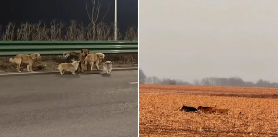 7 chú chó trốn thoát cẩu tặc, cùng nhau lặn lội 17 km về nhà 7 chú chó trốn thoát cẩu tặc, cùng nhau lặn lội 17 km về nhà