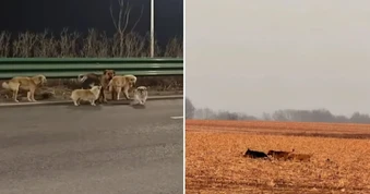 7 chú chó trốn thoát cẩu tặc, cùng nhau lặn lội 17 km về nhà