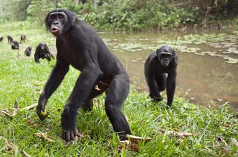 Bất ngờ vượn Bonobo 'yêu hòa bình' bản chất hung dữ, chuyên bắt nạt con đực
