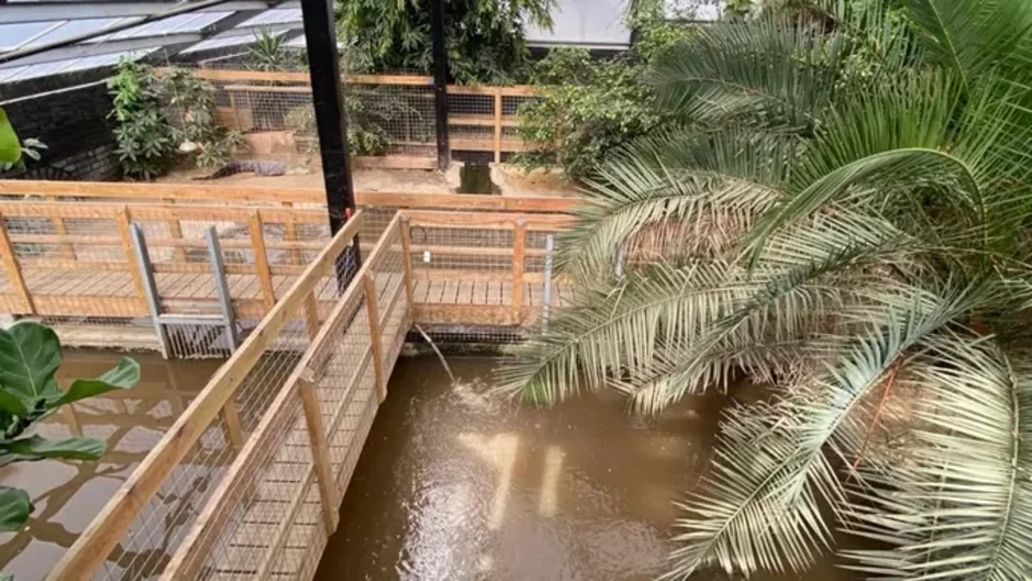 Bé ba tuổi bị ném vào chuồng cá sấu ở Anh Bé ba tuổi bị ném vào chuồng cá sấu ở Anh