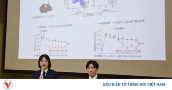 Các nhà khoa học Nhật Bản phát hiện cơ chế phục hồi hậu tai biến của não người