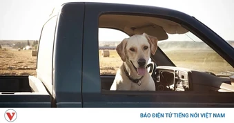 Chó vô tình nổ súng trúng một người phụ nữ ở Mỹ