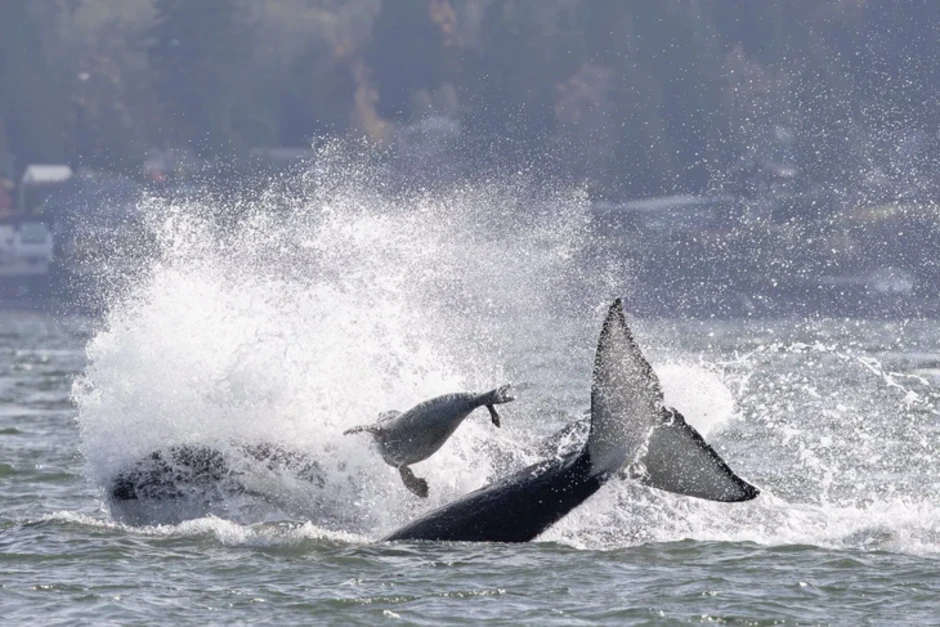 Clip hải cẩu leo lên thuyền nhiếp ảnh gia, thoát bầy cá voi sát thủ trong gang tấc Clip hải cẩu leo lên thuyền nhiếp ảnh gia, thoát bầy cá voi sát thủ trong gang tấc