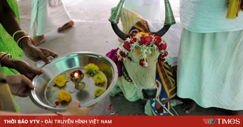 Du khách được yêu cầu "uống nước tiểu bò" khi đến Đền thiêng tại Ấn Độ