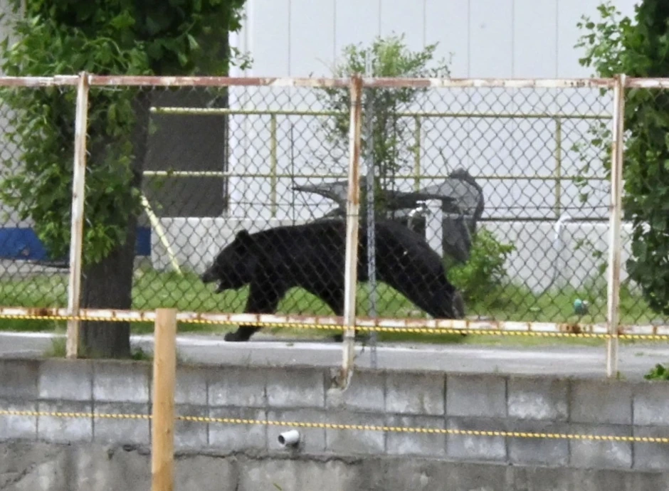 Gấu rượt đuổi, tấn công người tại nhà máy Fukushima Gấu rượt đuổi, tấn công người tại nhà máy Fukushima