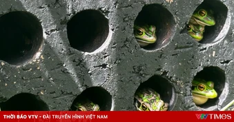 Giới khoa học tìm cách cứu loài lưỡng cư khỏi dịch nấm toàn cầu
