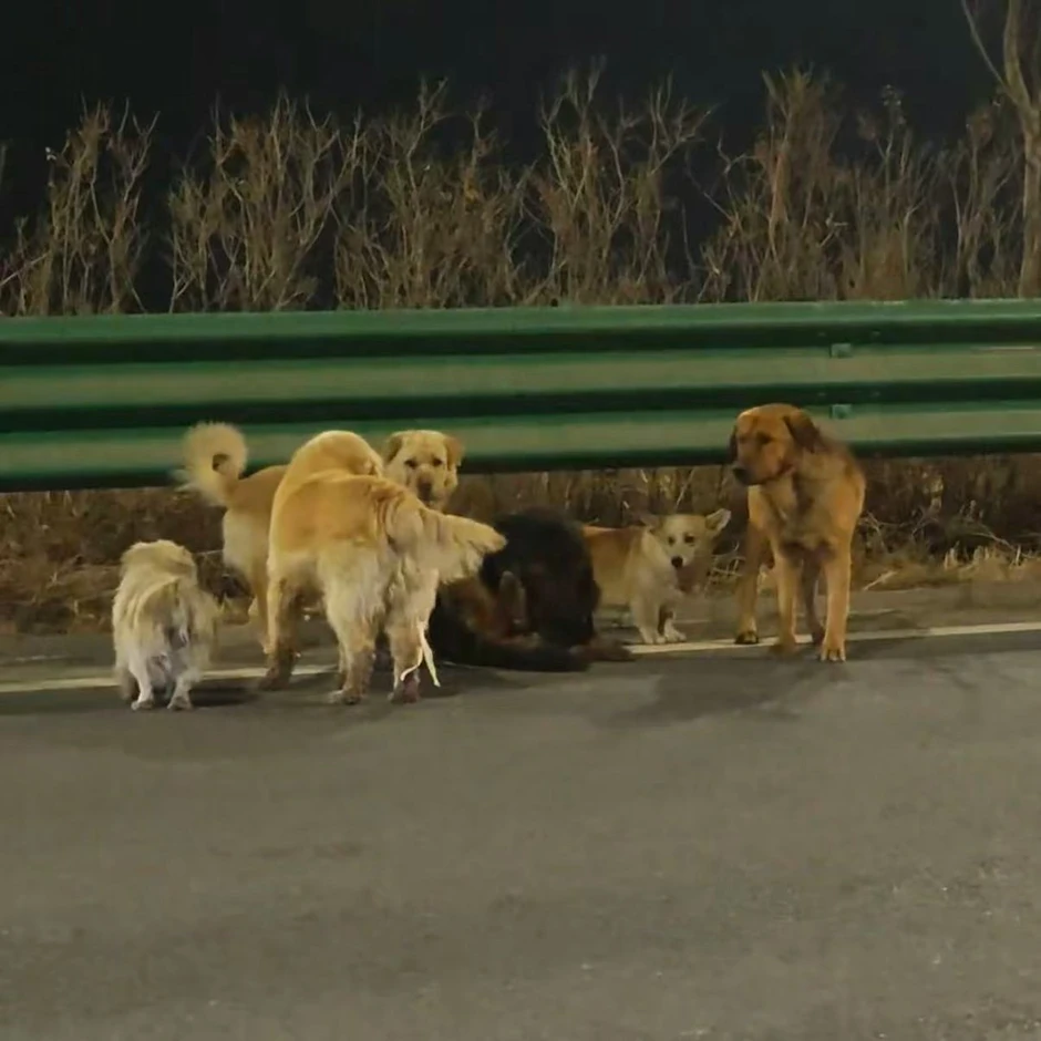 Hơn cả phim ảnh: 7 chú chó bị trộm cùng nhau vượt 17km tìm đường về nhà Hơn cả phim ảnh: 7 chú chó bị trộm cùng nhau vượt 17km tìm đường về nhà