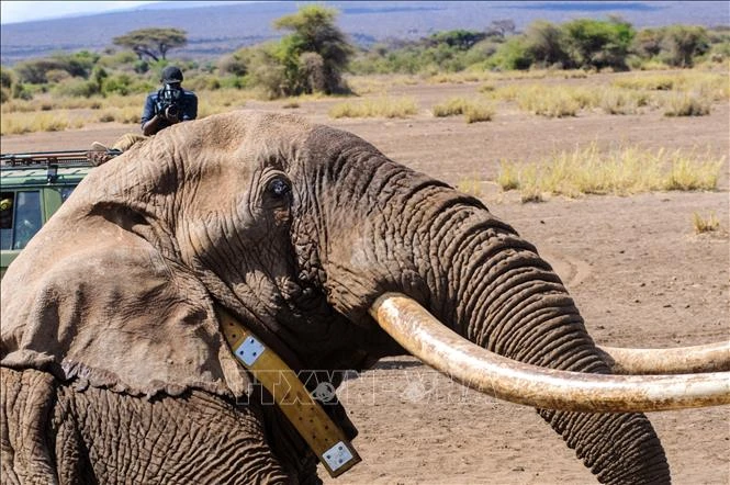 Kenya lo nông sản nhiễm độc sau cái chết của 15 con tại vườn quốc gia Amboseli