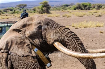 Kenya lo nông sản nhiễm độc sau cái chết của 15 con tại vườn quốc gia Amboseli