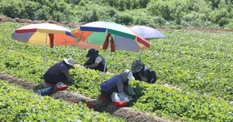 Khoai tây bị "luộc chín" dưới lòng đất, nông dân Hàn Quốc bàng hoàng - Gánh nặng nợ nần đè nặng