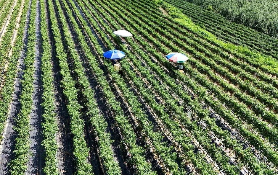 Khoai tây 'chín nhừ' ngay trên ruộng vì nắng nóng ở Hàn Quốc Khoai tây 'chín nhừ' ngay trên ruộng vì nắng nóng ở Hàn Quốc