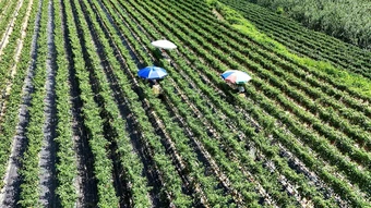 Khoai tây 'chín nhừ' ngay trên ruộng vì nắng nóng ở Hàn Quốc