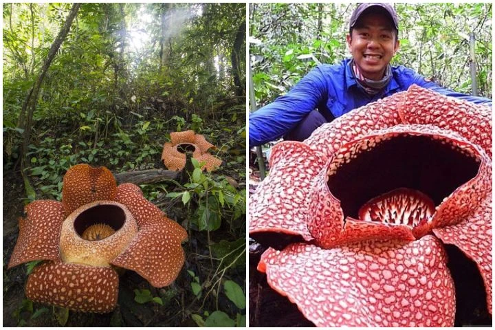 Loài hoa vô lý nhất thế giới: Nặng 10kg, to hơn 1 mét, không có thân, rễ nhưng mùi hương mới là thứ ám ảnh Loài hoa vô lý nhất thế giới: Nặng 10kg, to hơn 1 mét, không có thân, rễ nhưng mùi hương mới là thứ ám ảnh