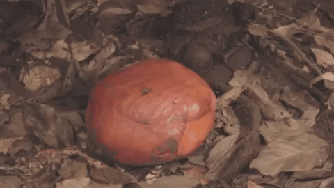 Loài hoa vô lý nhất thế giới: Nặng 10kg, to hơn 1 mét, không có thân, rễ nhưng mùi hương mới là thứ ám ảnh Loài hoa vô lý nhất thế giới: Nặng 10kg, to hơn 1 mét, không có thân, rễ nhưng mùi hương mới là thứ ám ảnh