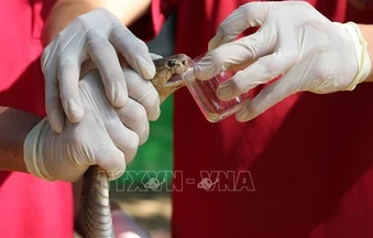 Lũ lụt tại Trung Quốc khiến gần 900 con rắn sổng chuồng