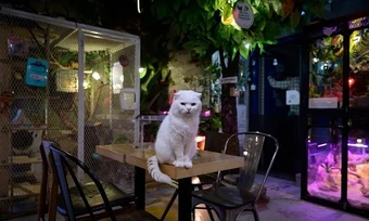Lý do người dân thành thị Đông Á thích nuôi mèo hơn chó