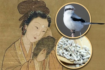 Mỹ nhân quyền lực nhất nhà Thanh dùng phân chim để giữ gìn nhan sắc?