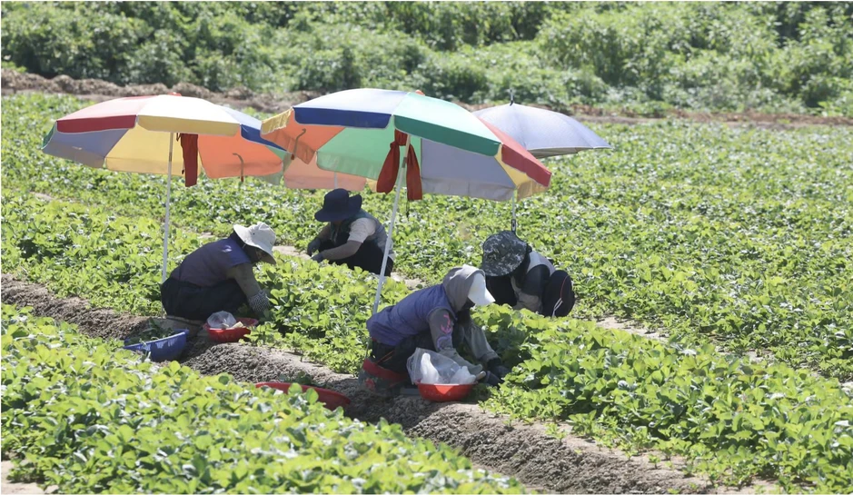 Nắng nóng kỷ lục ở châu Á khiến khoai tây 'chín ngay dưới đất' Nắng nóng kỷ lục ở châu Á khiến khoai tây 'chín ngay dưới đất'