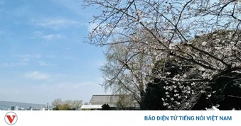 Nhật Bản lộng lẫy và huyền ảo trong mùa hoa anh đào 2026