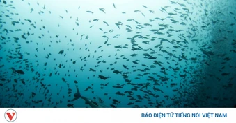 Những bí ẩn lớn nhất của đại dương giới khoa học chưa thể lý giải