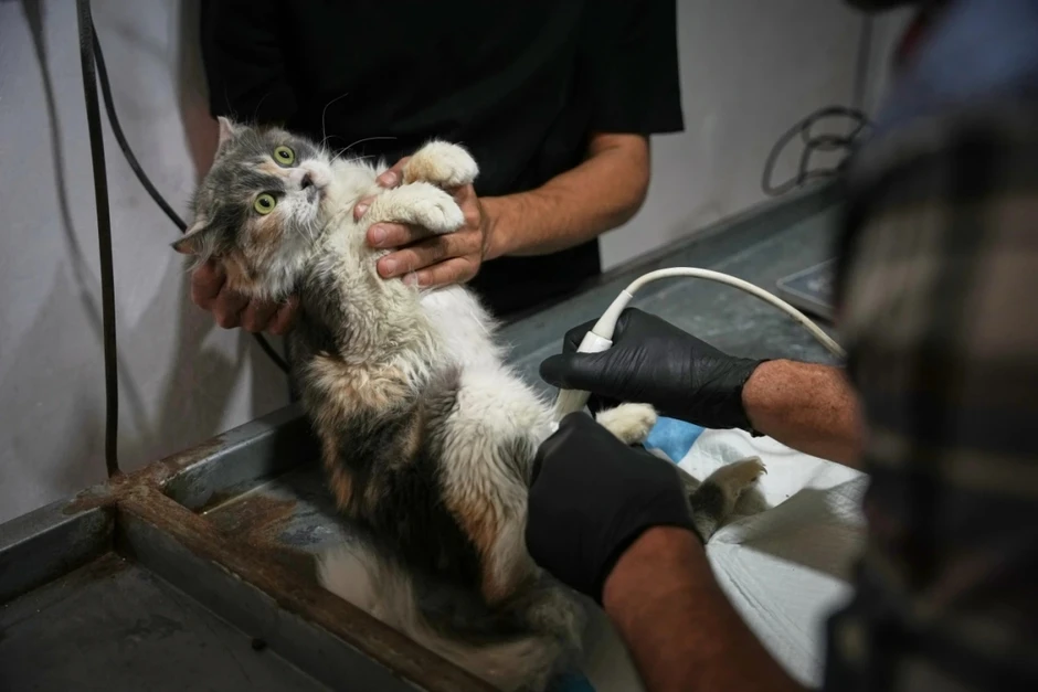 Nơi hiếm hoi chữa bệnh cho thú cưng giữa làn bom đạn Gaza