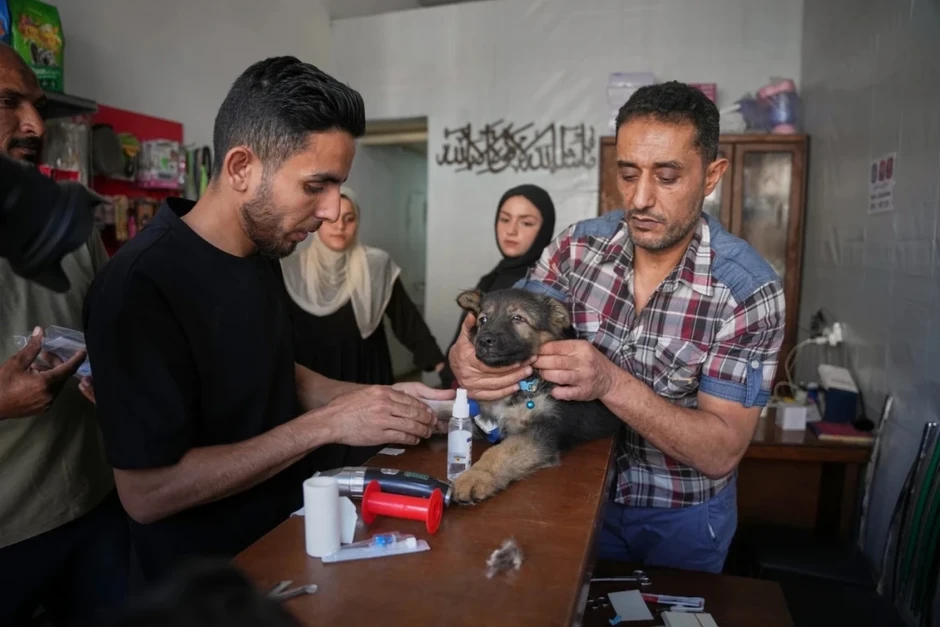Nơi hiếm hoi chữa bệnh cho thú cưng giữa làn bom đạn Gaza