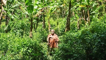 Nông nghiệp giữ rừng Brazil