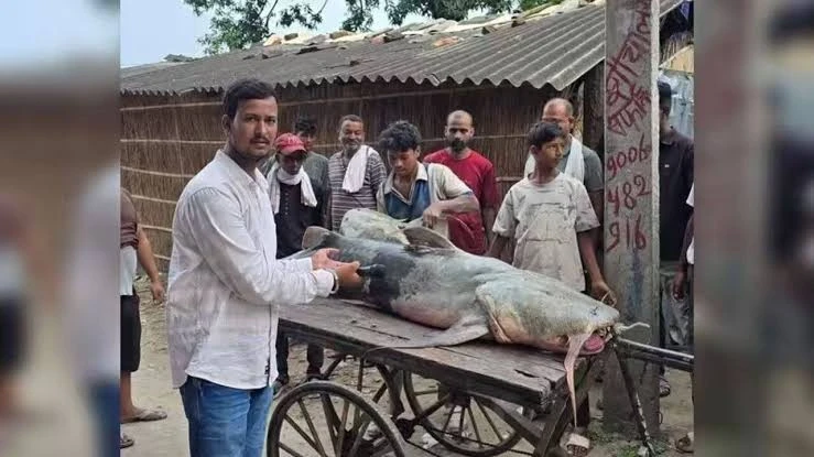 Phát hiện cá 'lạ' cỡ khủng sau lũ quét từ Nepal, Ấn Độ ra khuyến cáo Phát hiện cá 'lạ' cỡ khủng sau lũ quét từ Nepal, Ấn Độ ra khuyến cáo