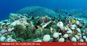 Phát hiện rạn san hô lớn nhất thế giới ngoài khơi Australia