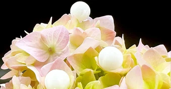 Phế phẩm thực phẩm giúp thu giữ khí CO2