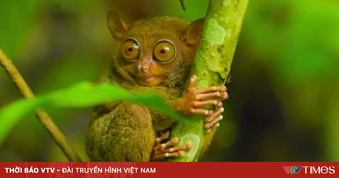Philippines: Bảo vệ thiên nhiên để phát triển du lịch bền vững
